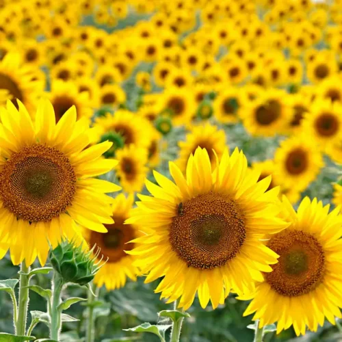 Câmp de floarea-soarelui înflorit, ilustrând hibrizii Fertillia dezvoltați pentru recolte bogate și rezistente în România