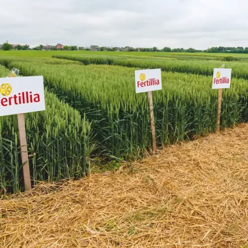 Loturi de grâu în testare cu panouri Fertillia, ilustrând selecția și verificarea performanței varietăților agricole
