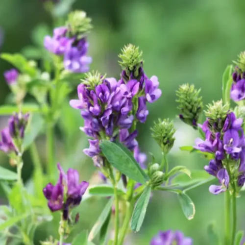 Plante de lucernă înflorite, reprezentând varietățile selecționate de Fertillia pentru agricultură performantă în