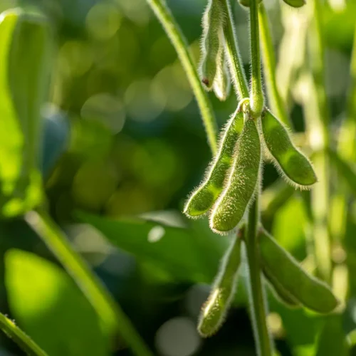 Păstăi de soia în plină dezvoltare, reprezentând varietățile de soia Fertillia adaptate condițiilor de cultură din România