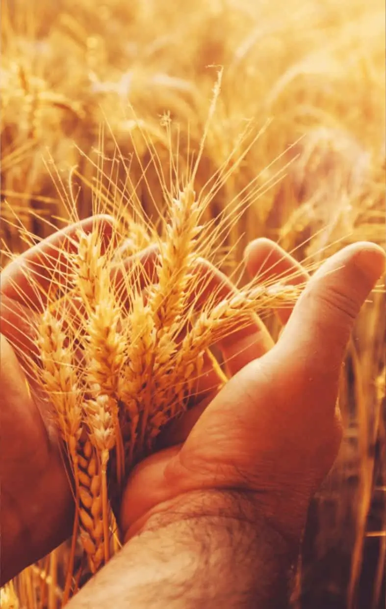 Mâini ținând spice de grâu matur, rezultat al selecției riguroase realizate de Fertillia pentru fermierii din România.