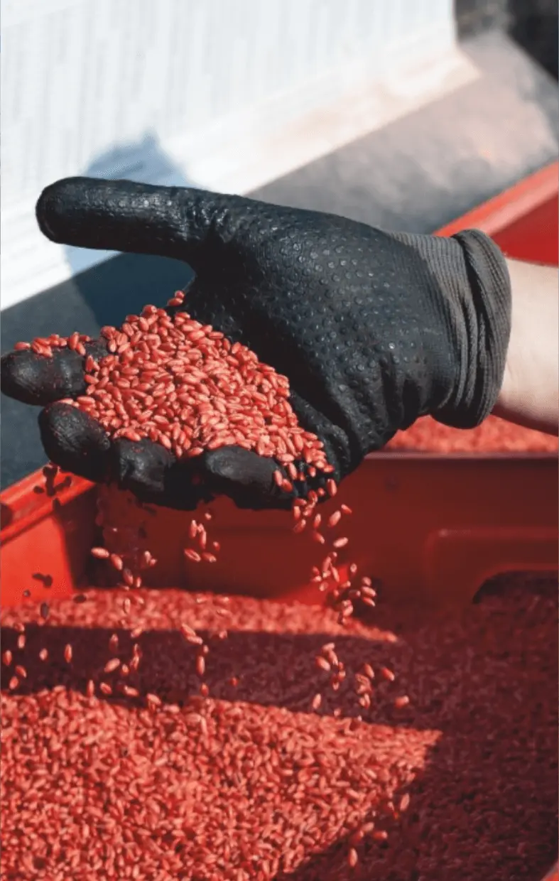 Mână înmănușată ținând semințe tratate Fertillia, pregătite pentru semănat în condiții optime.