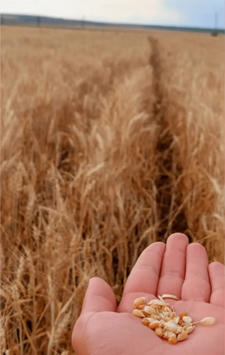 Mână ținând boabe de grâu în fața unui lan, simbol al recoltei rezultate din semințele Fertillia.