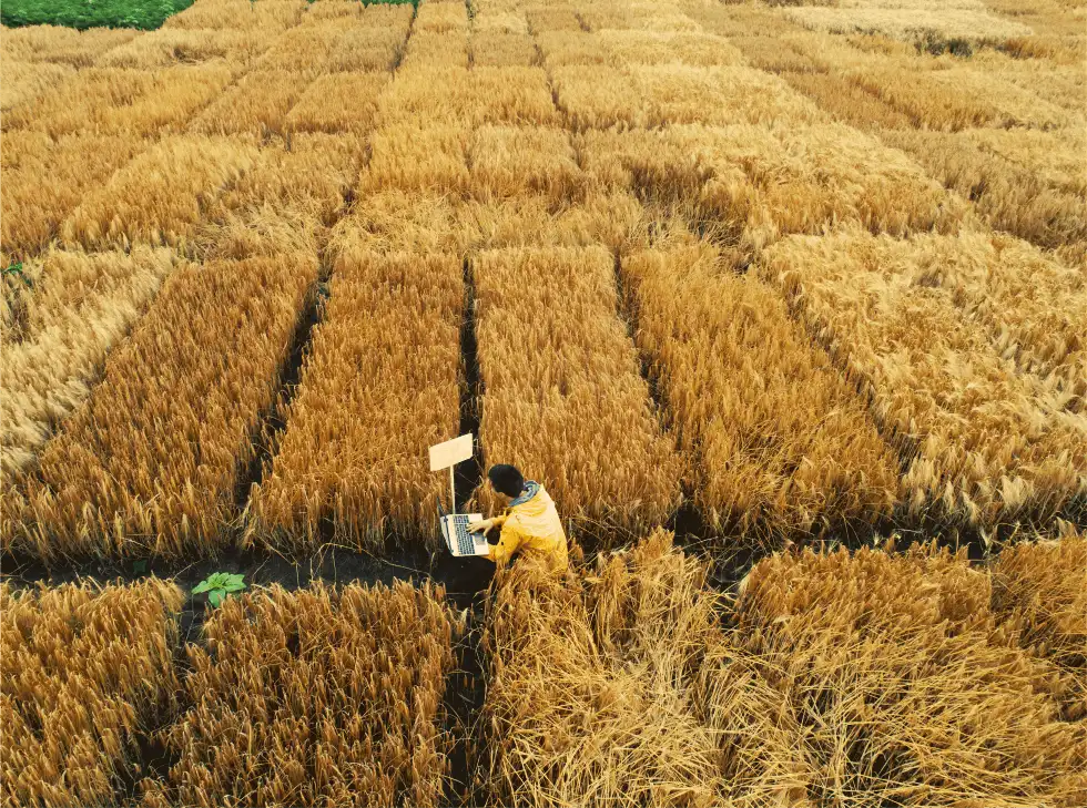 Specialist analizând loturi demonstrative de grâu Fertillia pentru cercetare și dezvoltare adaptată condițiilor locale