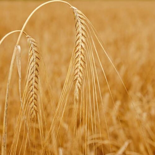 Spice de orzoaică matură într-un câmp, ilustrând varietățile de înaltă performanță dezvoltate de Fertillia